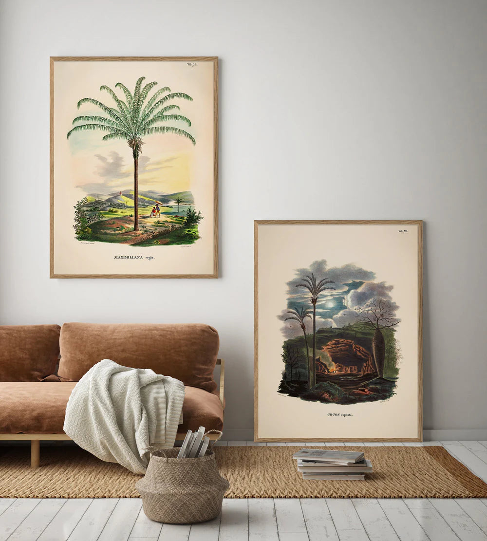 Maximiliana Regia i størrelsen 50 x 70 cm.