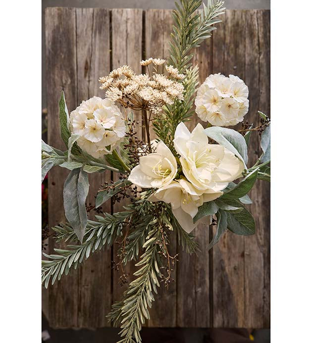 Amaryllis creme 60 cm.