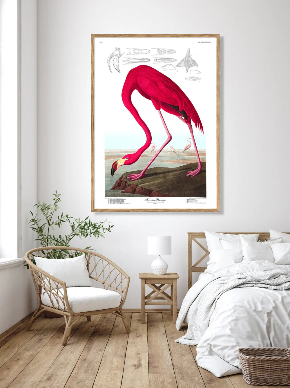 American Flamingo 50 x 70 cm.