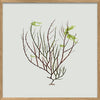 Single Algae green leaf 30 x 30 inkl. ramme