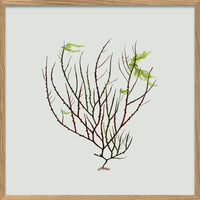 Single Algae green leaf 30 x 30 inkl. ramme