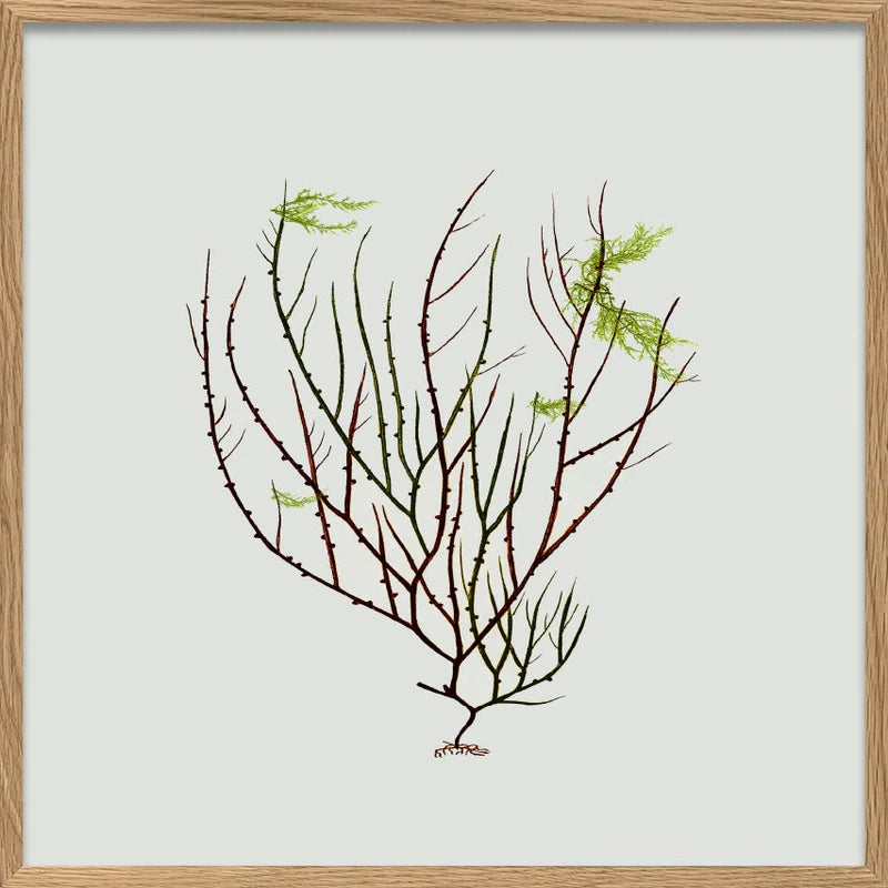 Single Algae green leaf 30 x 30 inkl. ramme