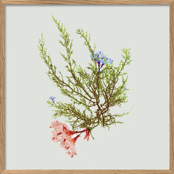 Single Algae black with flower 30 x 30 inkl. ramme