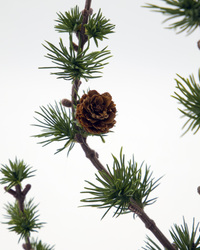 Juletræ kunstig cedertræ 40 cm. høj