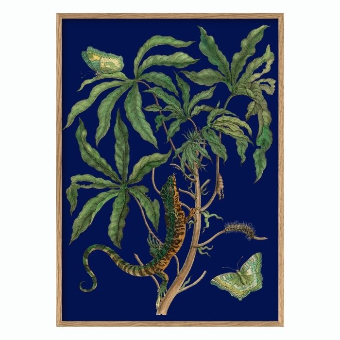 Jatropha Moth and Lezard 50 x 70 cm.