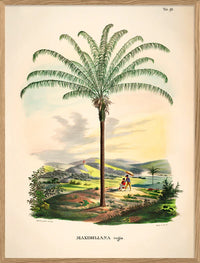Maximiliana Regia i størrelsen 50 x 70 cm.