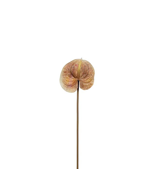 flamingoblomst 70 cm.