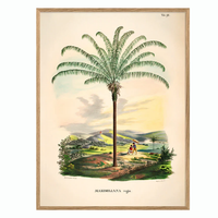 Maximiliana Regia i størrelsen 50 x 70 cm.