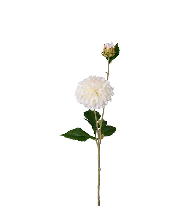 Silkeblomst Dahlia - 56 cm