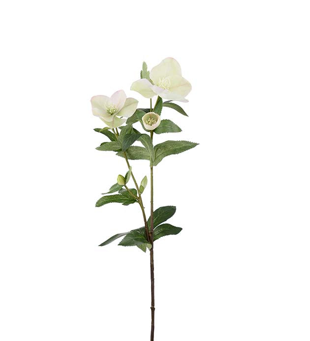 Julerose Lys grøn, 63 cm