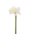 Amaryllis creme 60 cm.