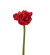 Amaryllis rød 60 cm.