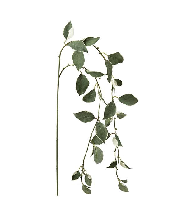 Kvist 50 cm.