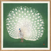 Peacock on Green - 61x61  inkl. ramme