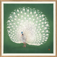 Peacock on Green - 61x61  inkl. ramme