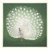 Peacock on Green - 61x61  inkl. ramme
