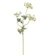 Skærmblomst 70 cm.