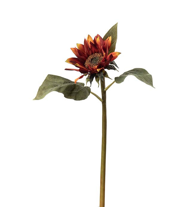 Solsikke 50 cm.