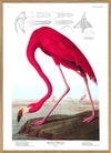 American Flamingo 50 x 70 cm.