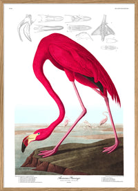 American Flamingo 50 x 70 cm.