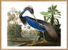 Louisiana Heron 70 x 100 cm.