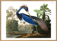 Louisiana Heron 70 x 100 cm.