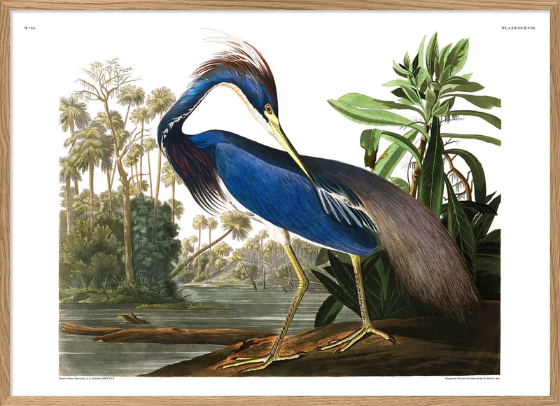 Louisiana Heron 70 x 100 cm.