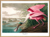 Roseate Spoonbill 100 x 140 cm.