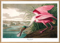 Roseate Spoonbill 100 x 140 cm.