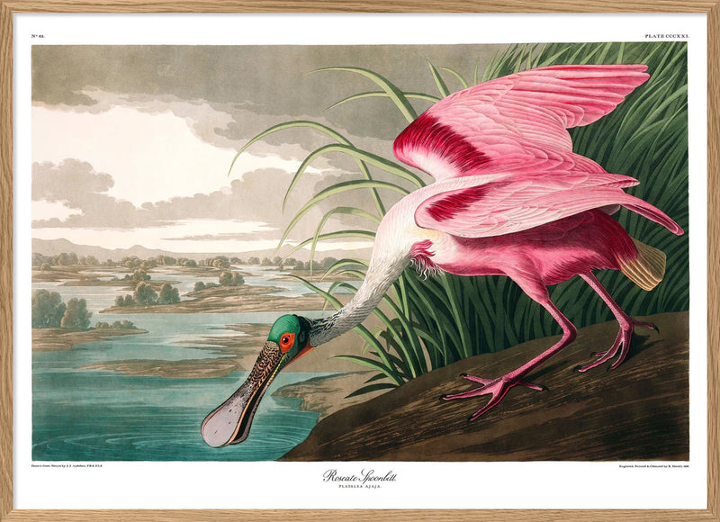 Roseate Spoonbill 70 x 100 cm.