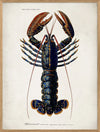 Lobster - 50x70  inkl. ramme