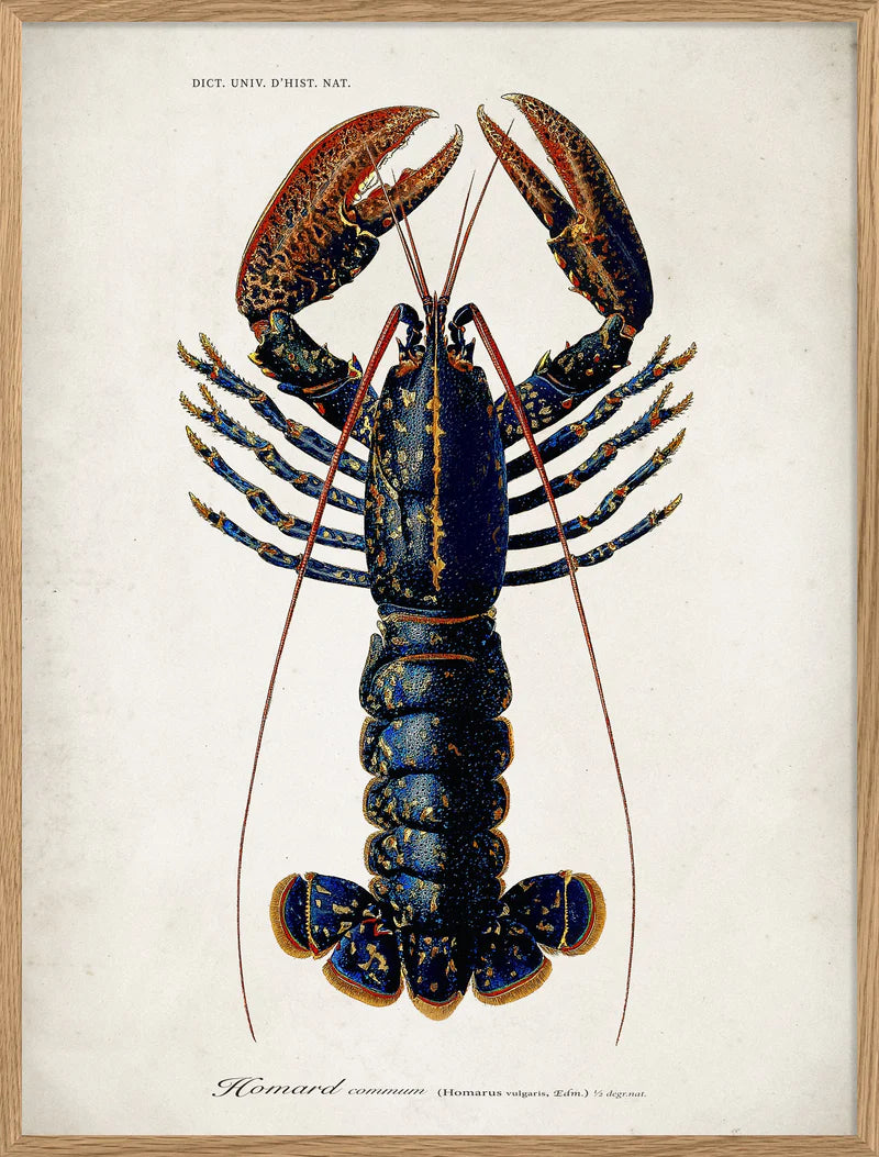 Lobster - 50x70  inkl. ramme