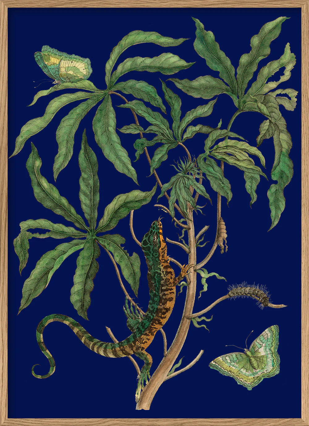 Jatropha Moth and Lezard 50 x 70 cm.