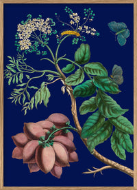 Purple Monbin Plum tree 50 x 70 cm.