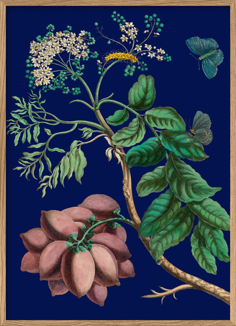 Purple Monbin Plum tree 50 x 70 cm.