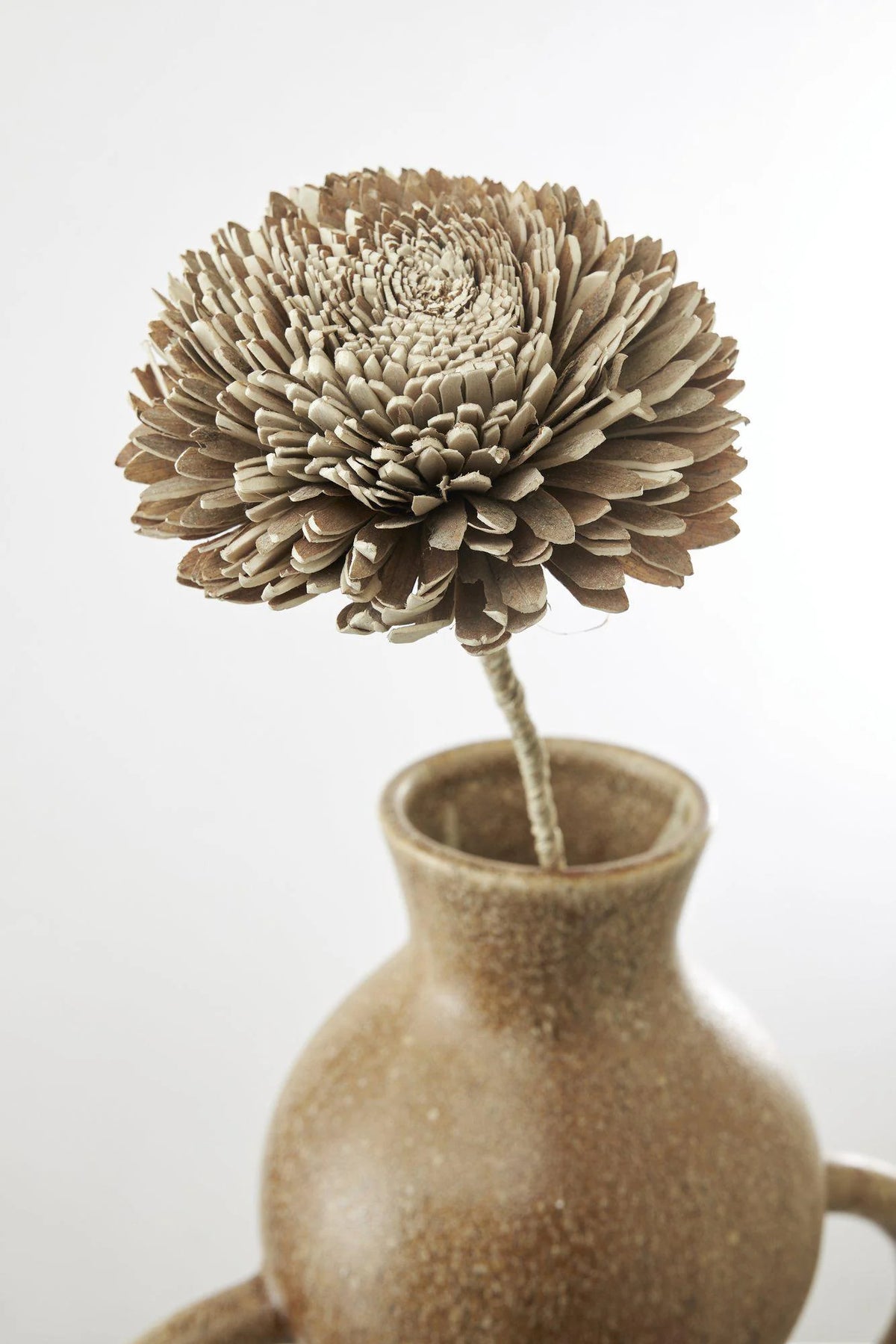 Tørret blomst Zinnia