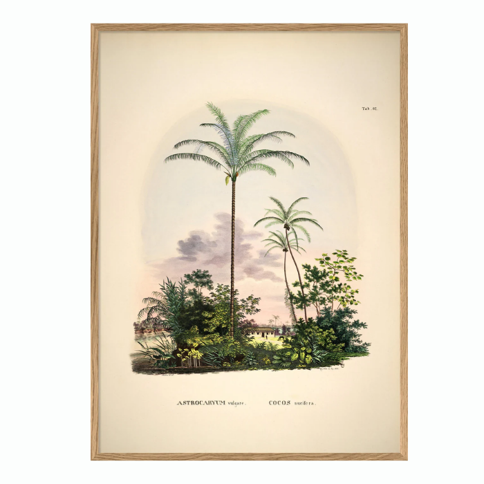 ASTROCARYUM Vulgare COCOS Nucifare - 30x40  inkl. ramme