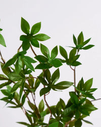 Kunstig japonica-gren i grøn