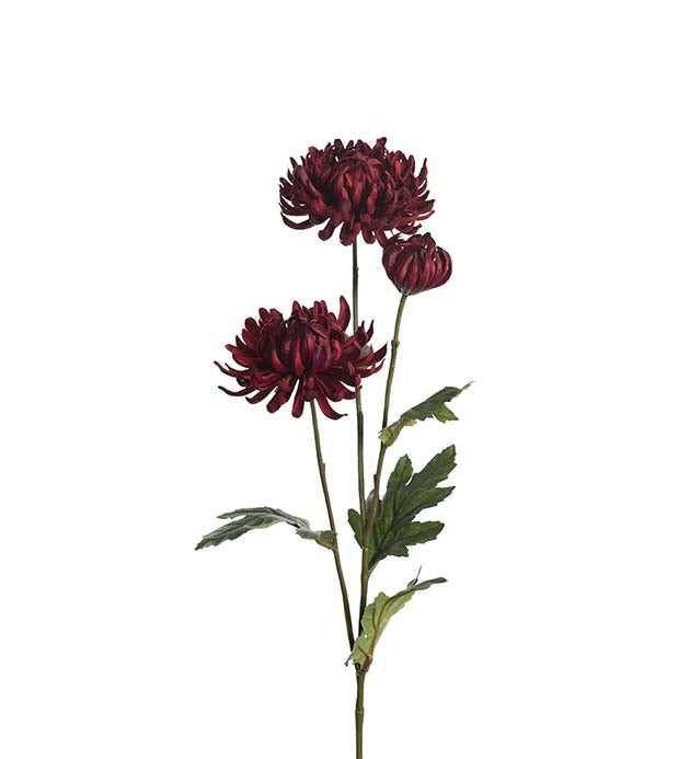 Chrysanthemum 50 cm.