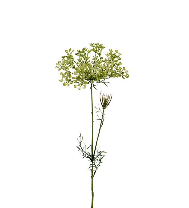 Silkeblomst Allium - 70 cm