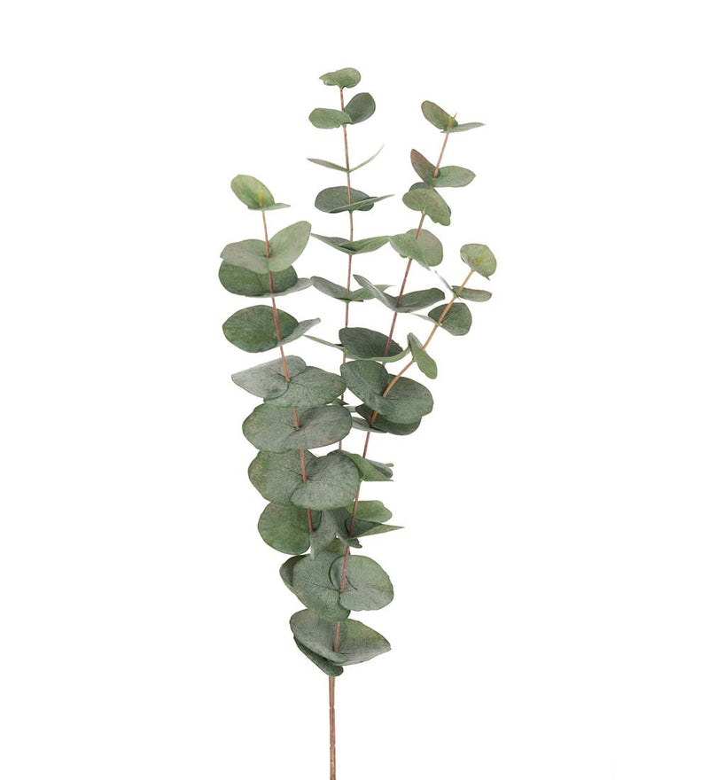 Silkeblomst Eucalyptus - 60 cm
