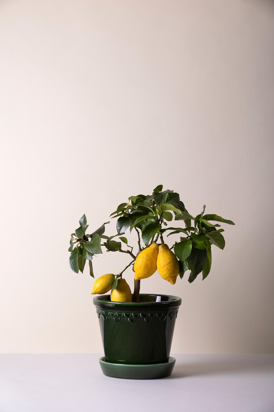 København glaseret Emerald green Ø 12 cm.