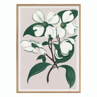 Cornus Florida- 50 x 70 cm. inkl. egetræsramme
