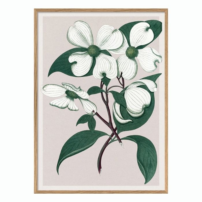 Cornus Florida- 50 x 70 cm. inkl. egetræsramme