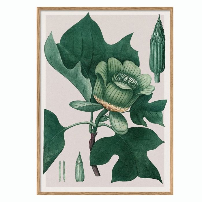 Liriodendron Tulipifera - 50 x 70 cm. inkl. egetræsramme