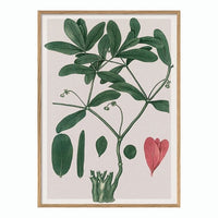 Euphorbia Ipecacuanha - 50 x 70 cm. inkl. egetræsramme