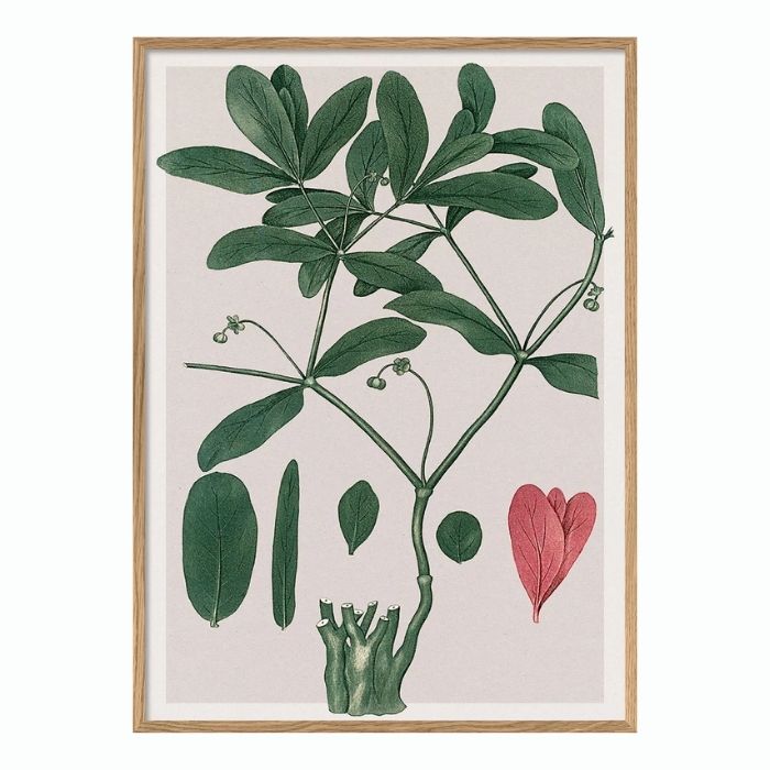 Euphorbia Ipecacuanha - 50 x 70 cm. inkl. egetræsramme
