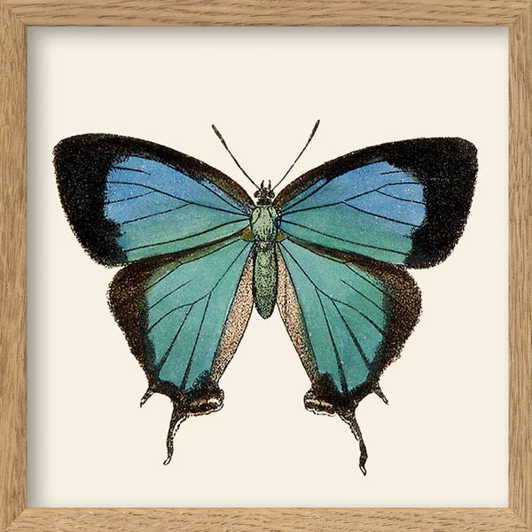 Blue Butterfly mini 15 x 15 inkl. ramme
