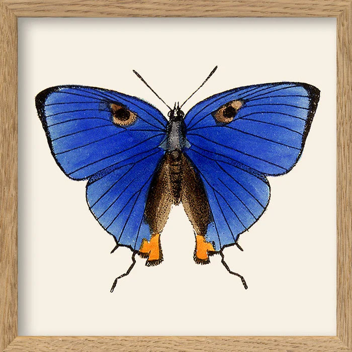Butterfly mini 15 x 15 inkl. ramme