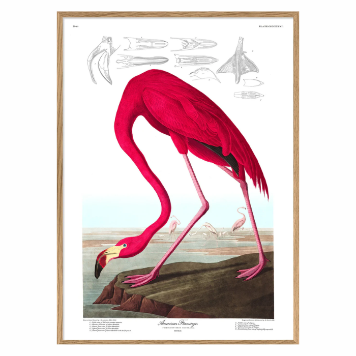 American Flamingo 50 x 70 cm.